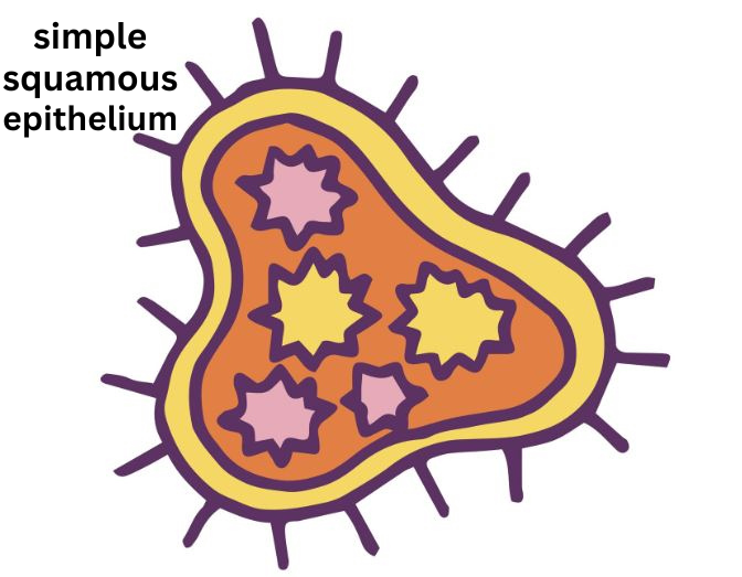 simple squamous epithelium